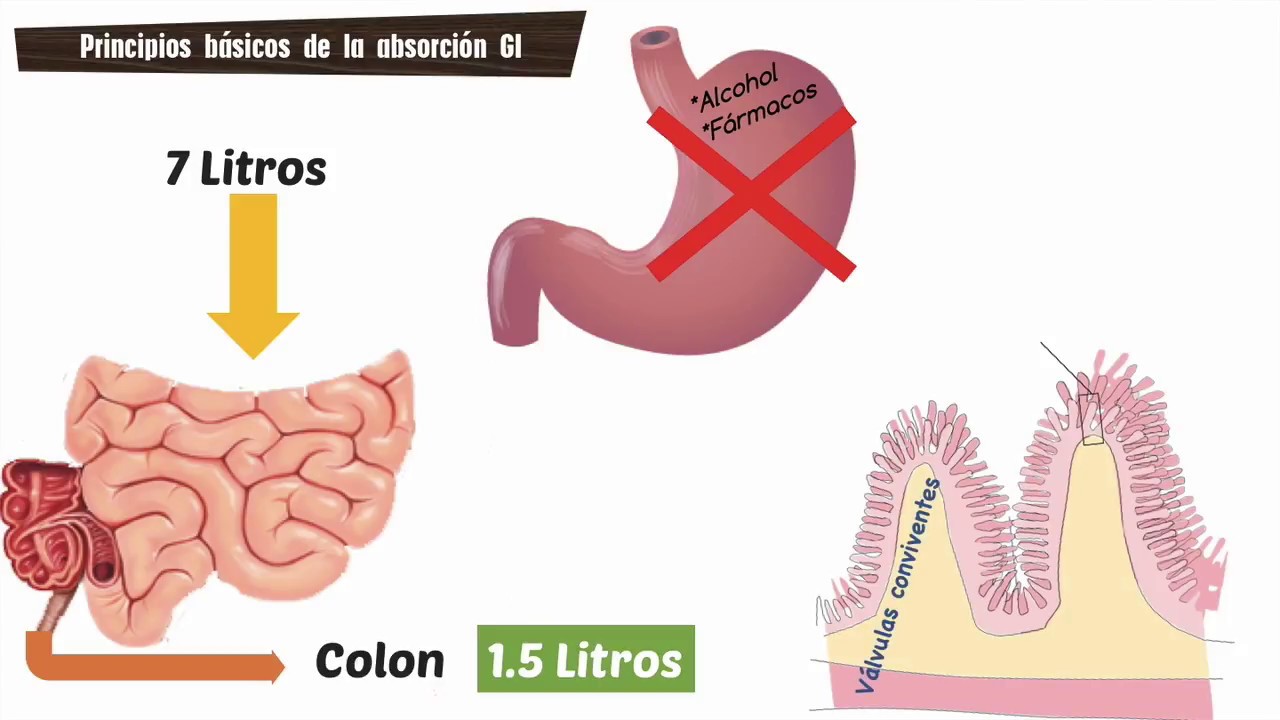 Cap 65: Digestión y absorción en el tubo digestivo