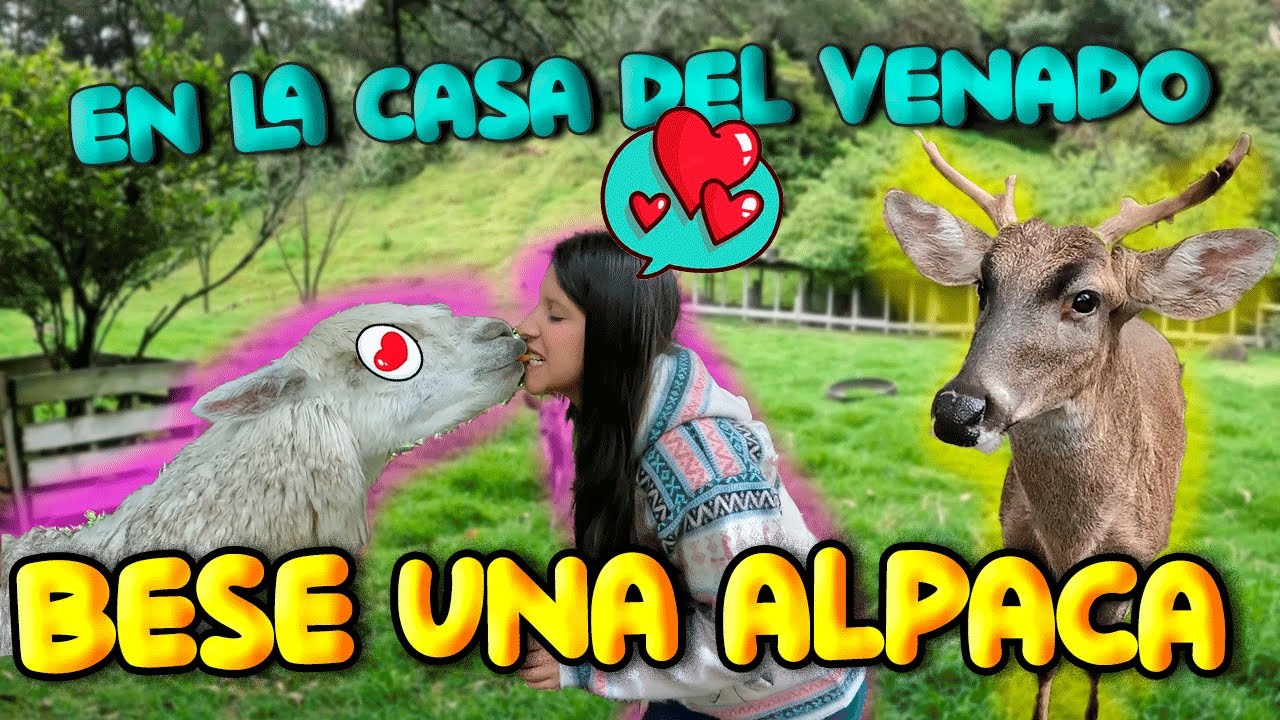 La CASA DEL VENADO 🦌en Cayambe | me BESO una ALPACA | 🦙 - Pichirilos Explorando