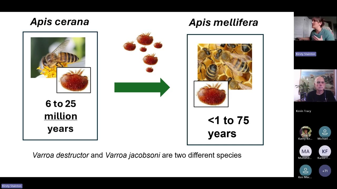 Varroa Management with Dr Kristy Stainton-Australia Series