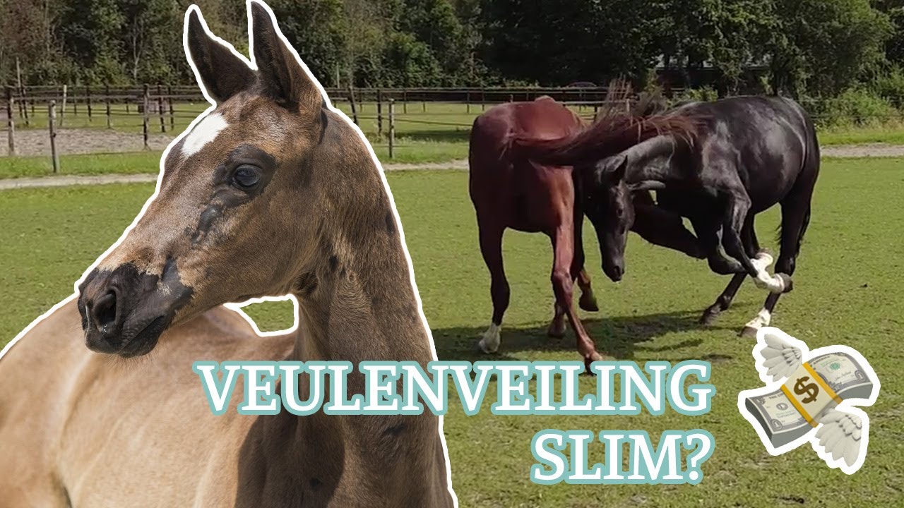 Op veulenveiling kopen? Zo zien ze er NU uit [+ GIVEAWAY]