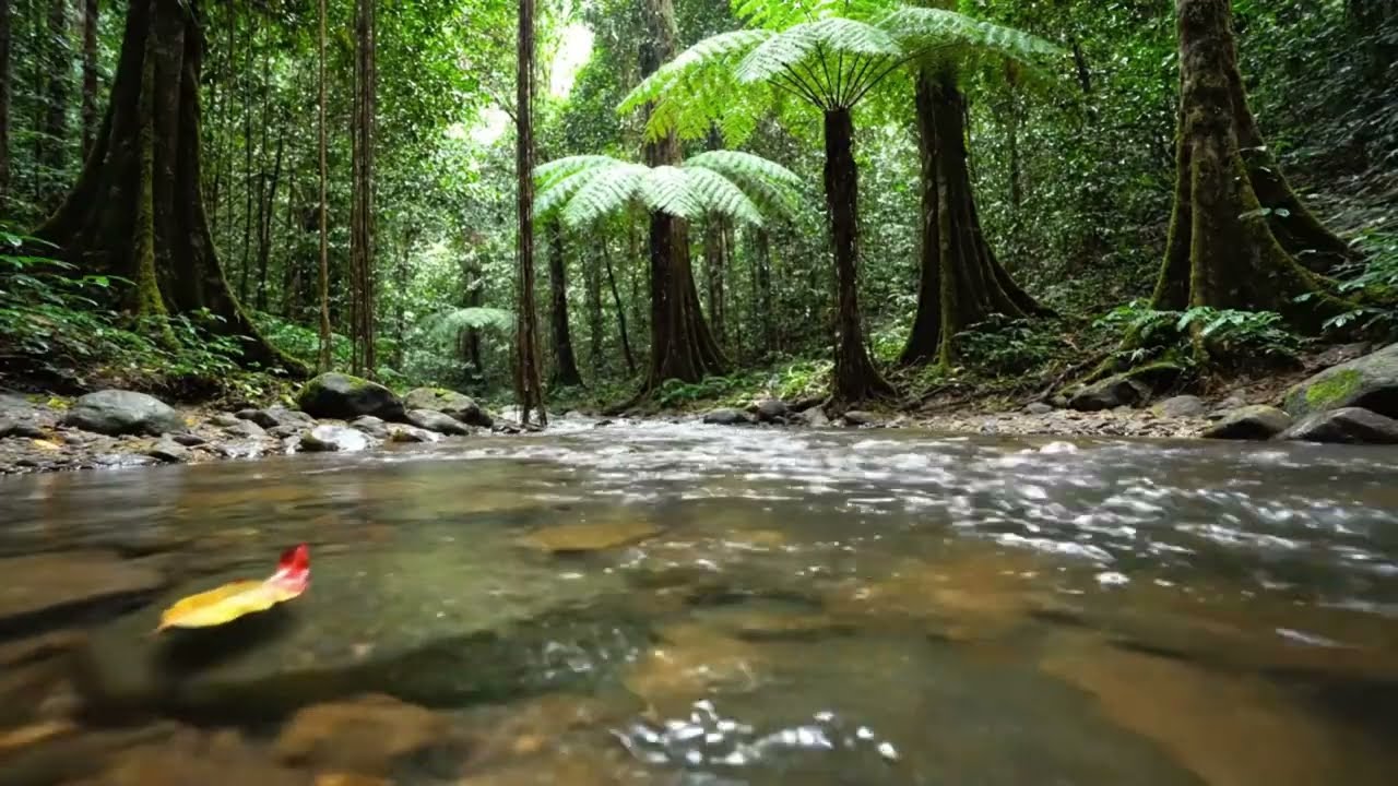 Calm Forest River Sounds | Flowing Water in Deep Jungle for Rest & Relaxation