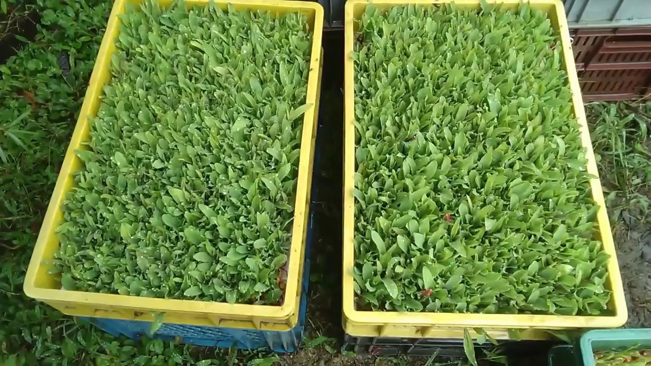 SISTEMA DE RIEGO PARA FORRAJE VERDE GERMINADO DE MAIZ PARTE I visitame https://www.lombricultor.org