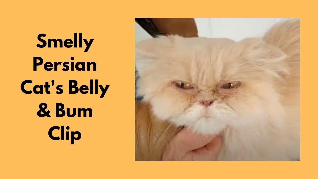 Smelly Persian Cat's Belly And Bum Clip