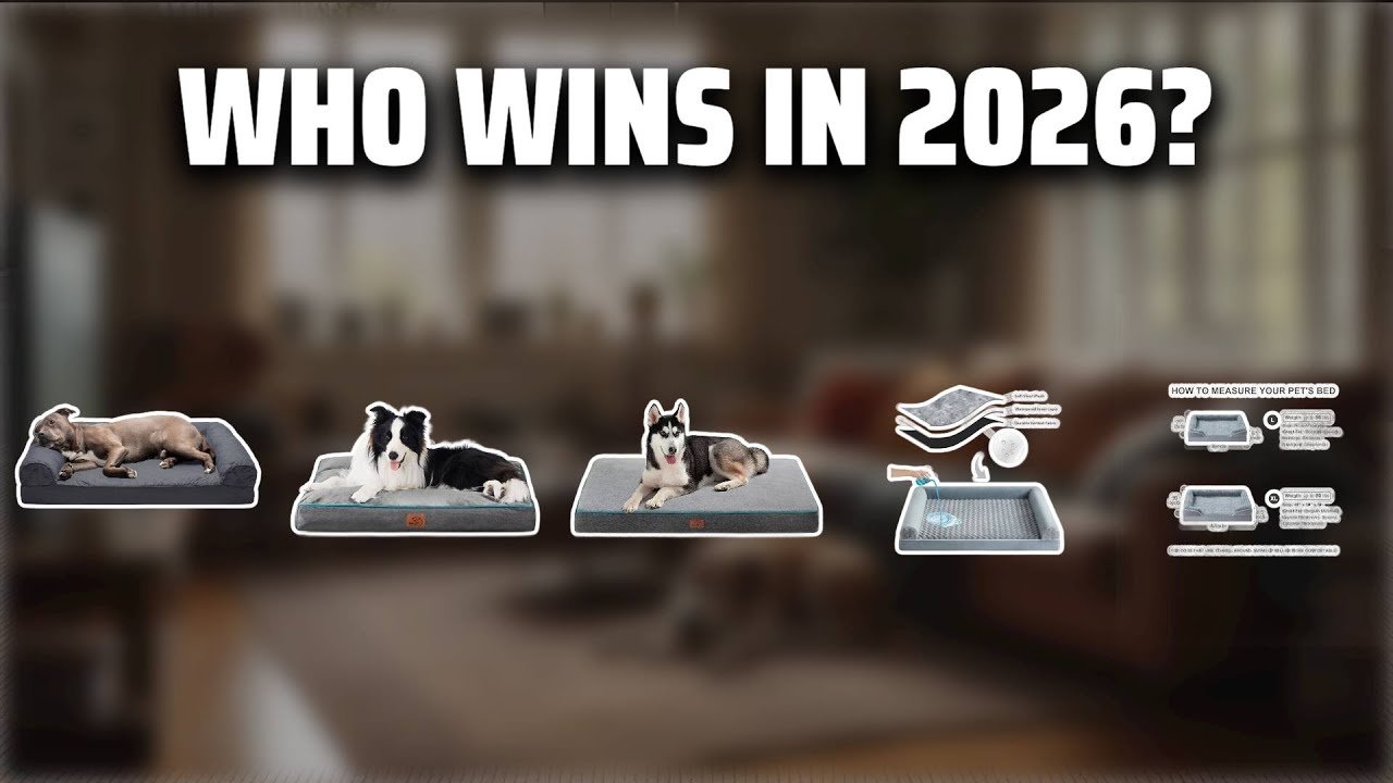 The Top 5 Best Large Dog Beds in 2026 - Must Watch Before Buying!