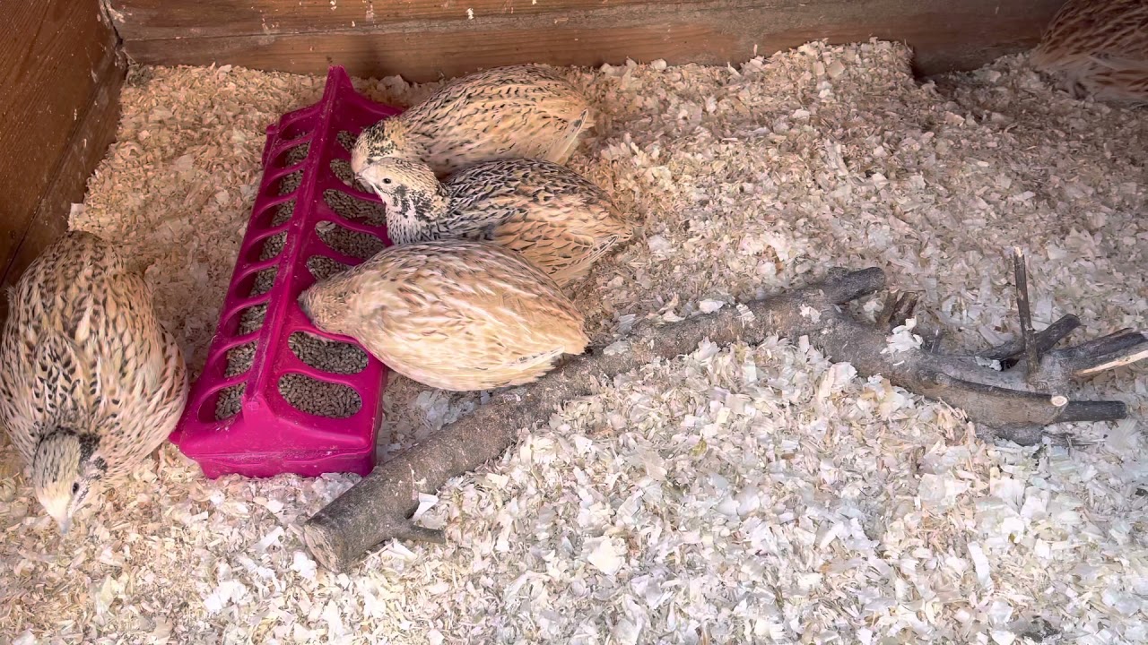 Cute Quail Noises - Jumbo Italian Cotournix Quail | Our Humble Homestead