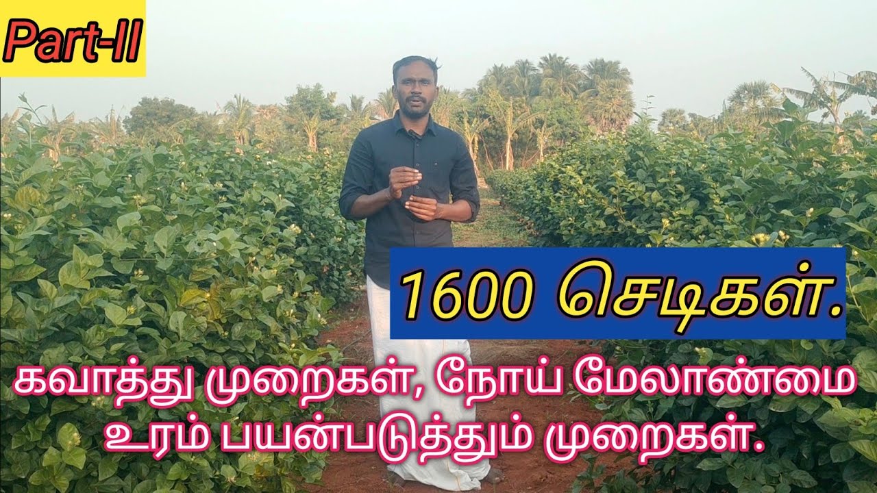 💫 மல்லிகை கவாத்து முதல் மருந்து உரம் பூ எடுத்தல் வரை முழு தகவலும் ஒரே வீடியோவில்#agriculture#jasmine