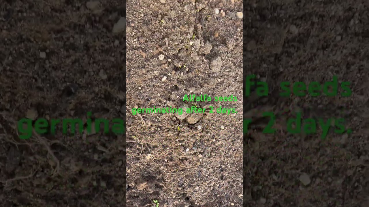 Alfalfa seeds germinating after 2 days of planting.