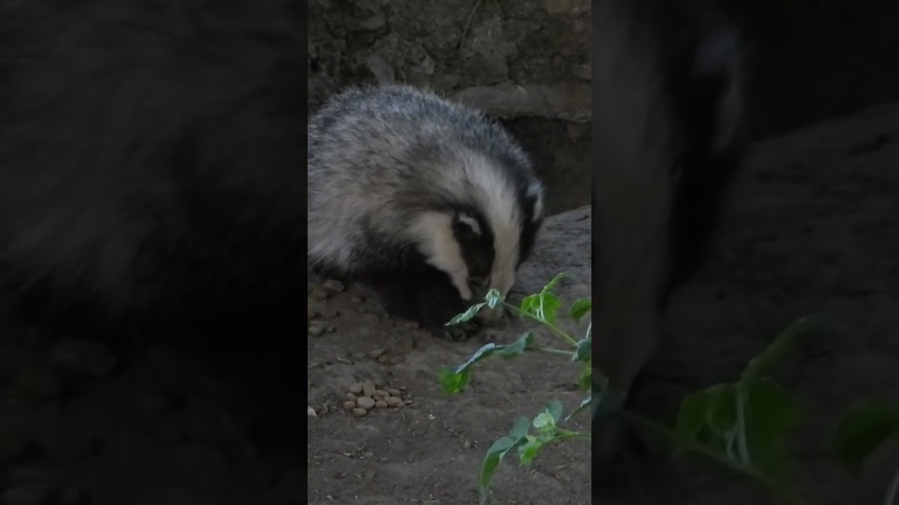 Wild badger feeding #wildlife #nature #treehide #nikoncamera #nikonp1100