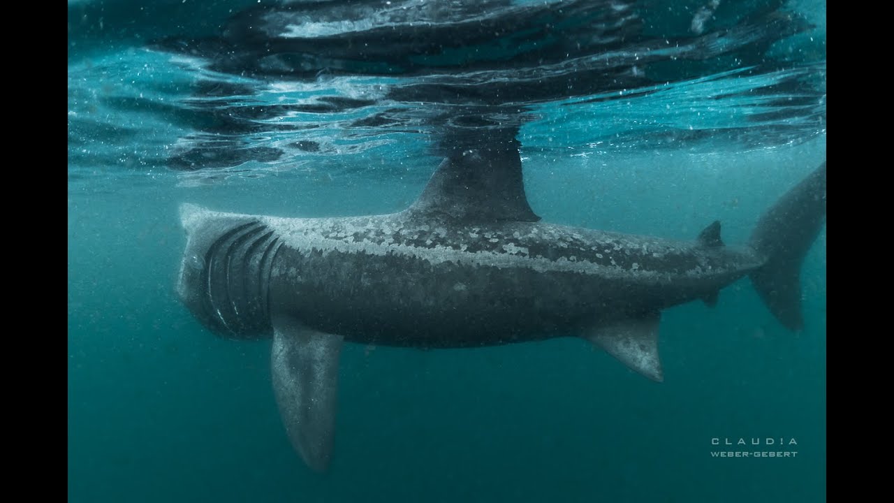 Basking Sharks  Expedition - Ireland 2025