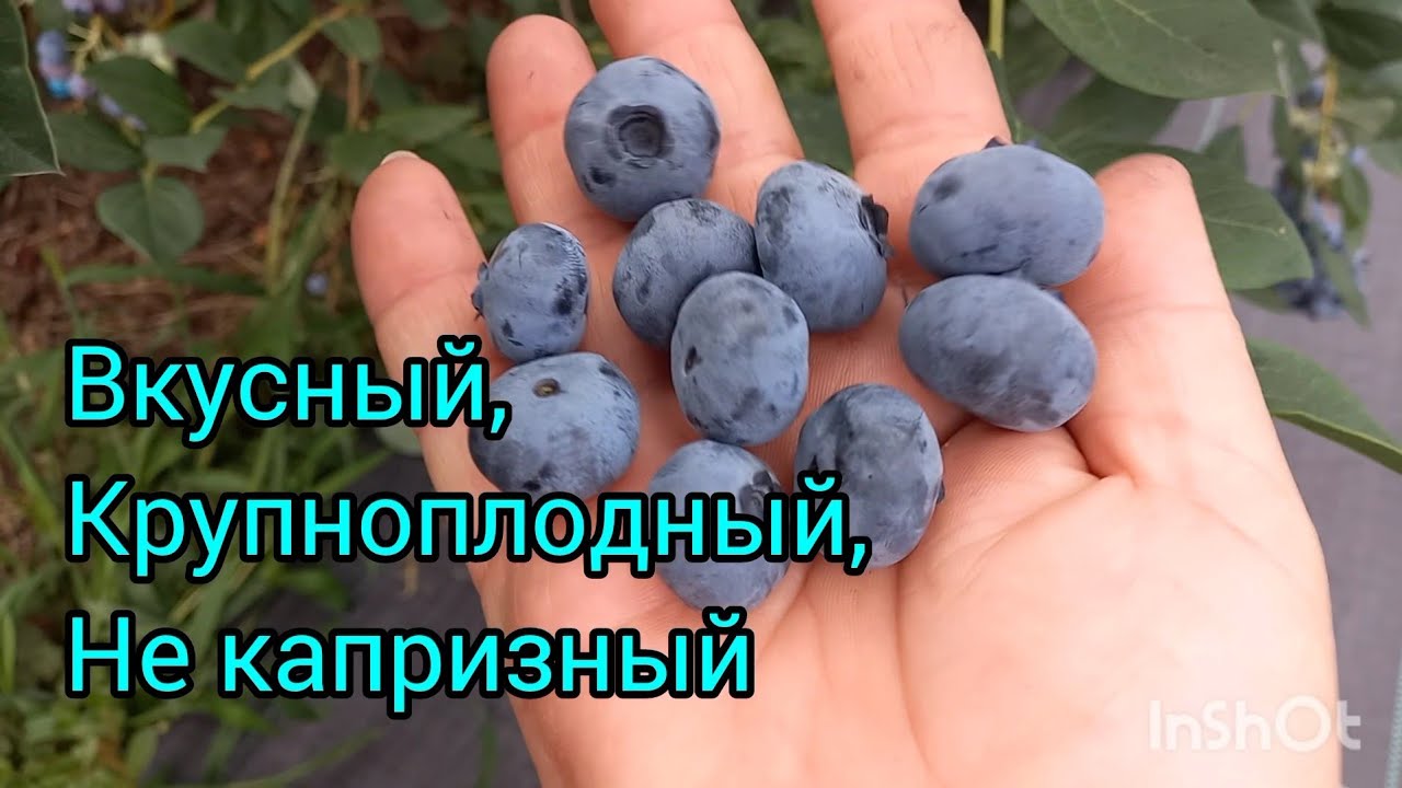 Как плодоносят голубика Торо и Дюк