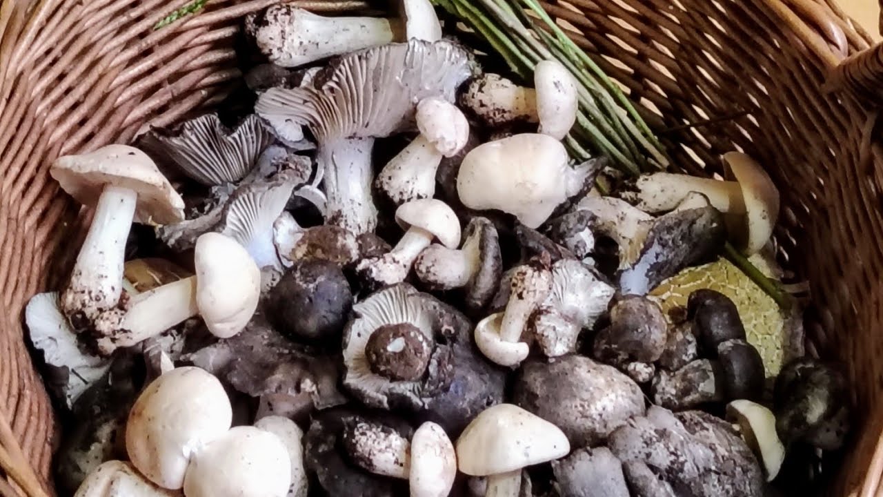 I PRIMI FUNGHI E ASPARAGI DI STAGIONE! Dormienti, Prugnoli, Pioppini e Asparagi Selvatici 🌿🍄