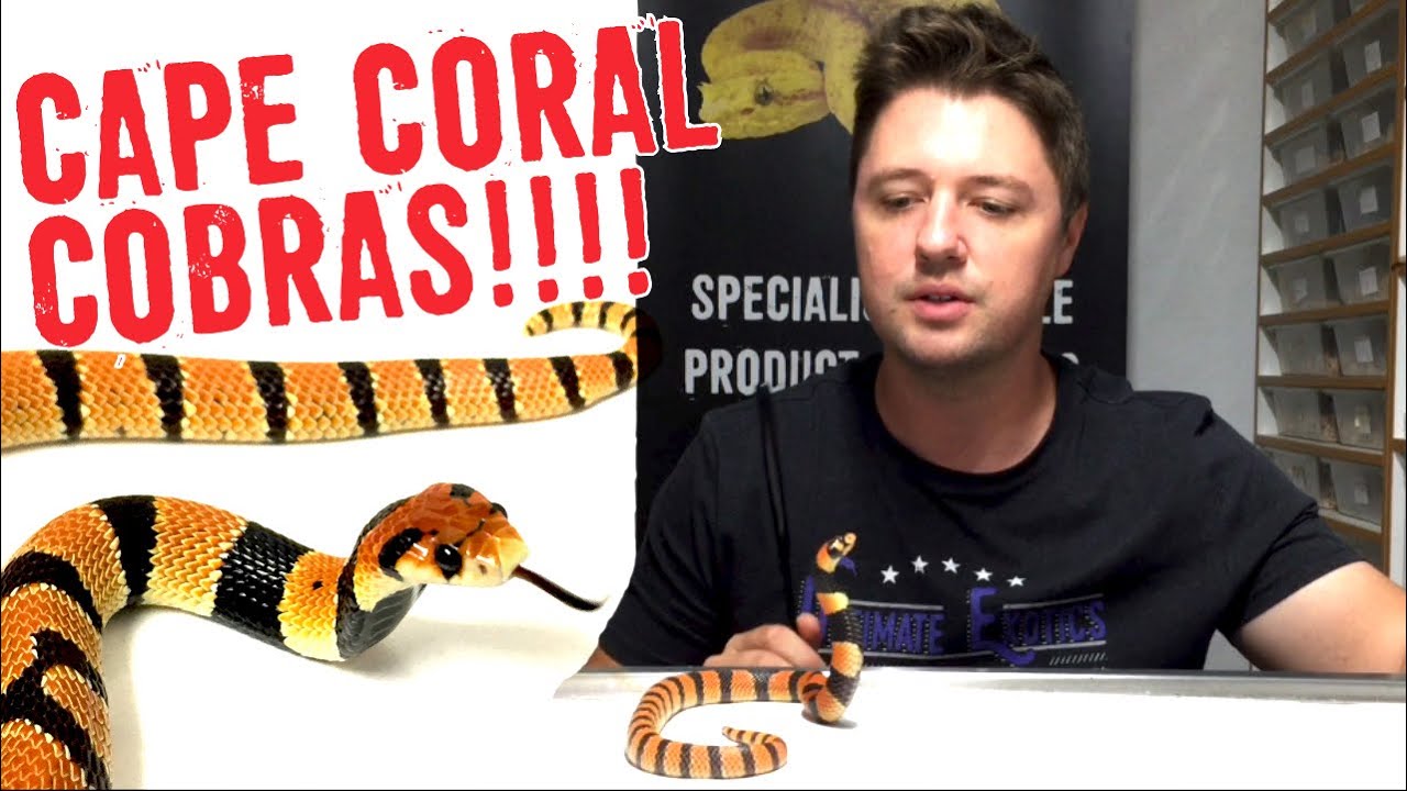 VENOMOUS CAPE CORAL COBRAS! Care and Breeding.