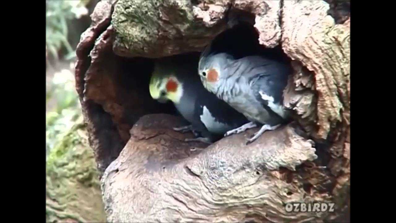 Wild COCKATIELS in Australia