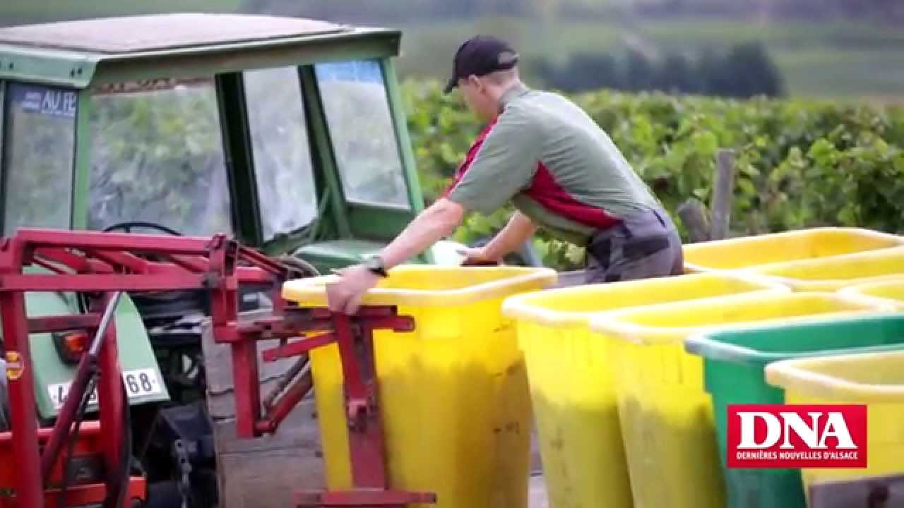 Le raisin récolté à Pfaffenheim : Jour de vendanges
