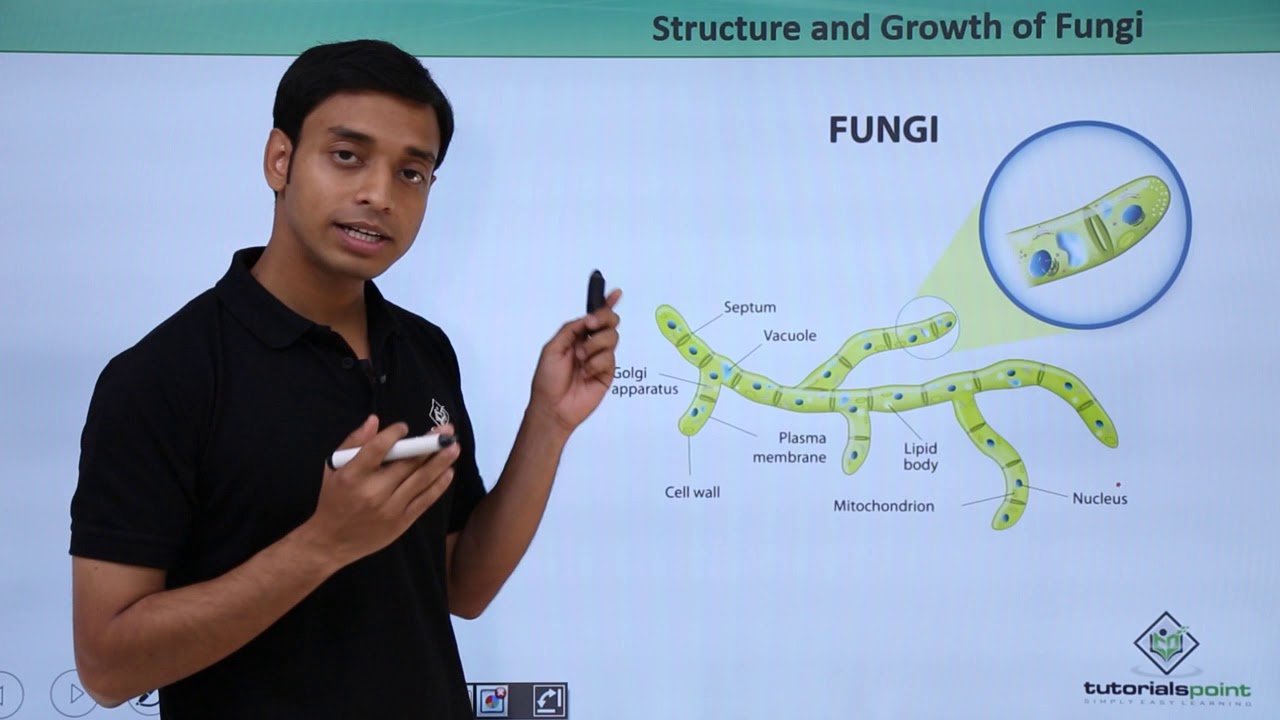 Class 11th – Fungi - Structure and growth | Biological Classification | Tutorials Point