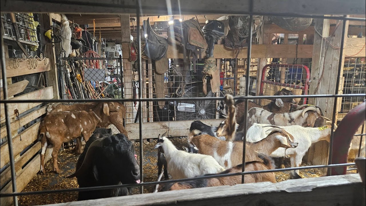 2026년 힘찬 출발, 숫염소 데려오고 암탉 수를 늘렸습니다 New year New start NC goat farm