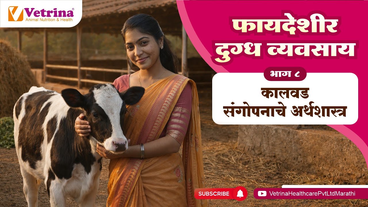 कालवड संगोपनाचे अर्थशास्त्र | फायदेशीर दुग्ध व्यवसाय – भाग ८