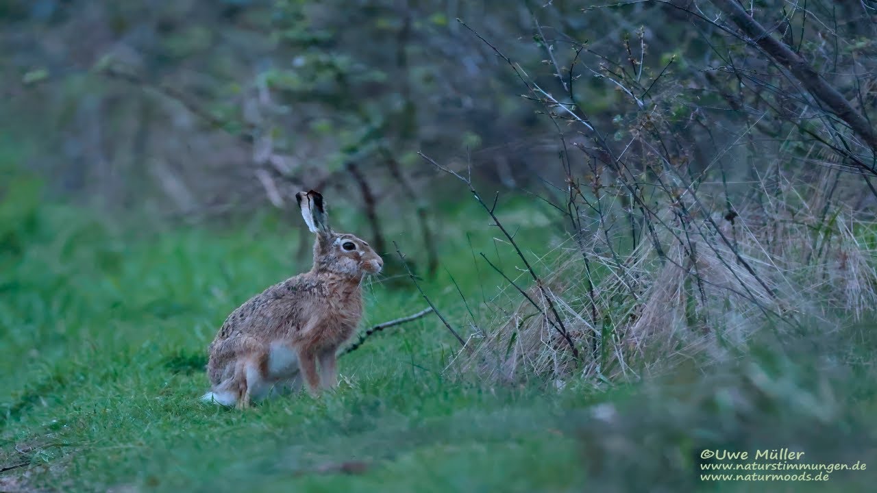 Wildlife, European hare, Germany, Environment of Airport Frankfurt am Main - April 2024