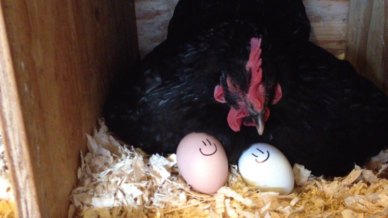 How to Hatch Chicks with a Broody Hen