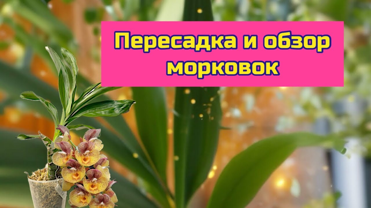 Обзор и пересадка орхидей морковок | Clowesia от BBB orchids #orchid #plants #flowers #clowesia