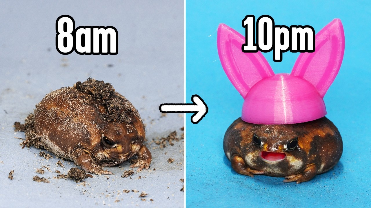 How I keep my Fat Frogs alive (it's very hard)