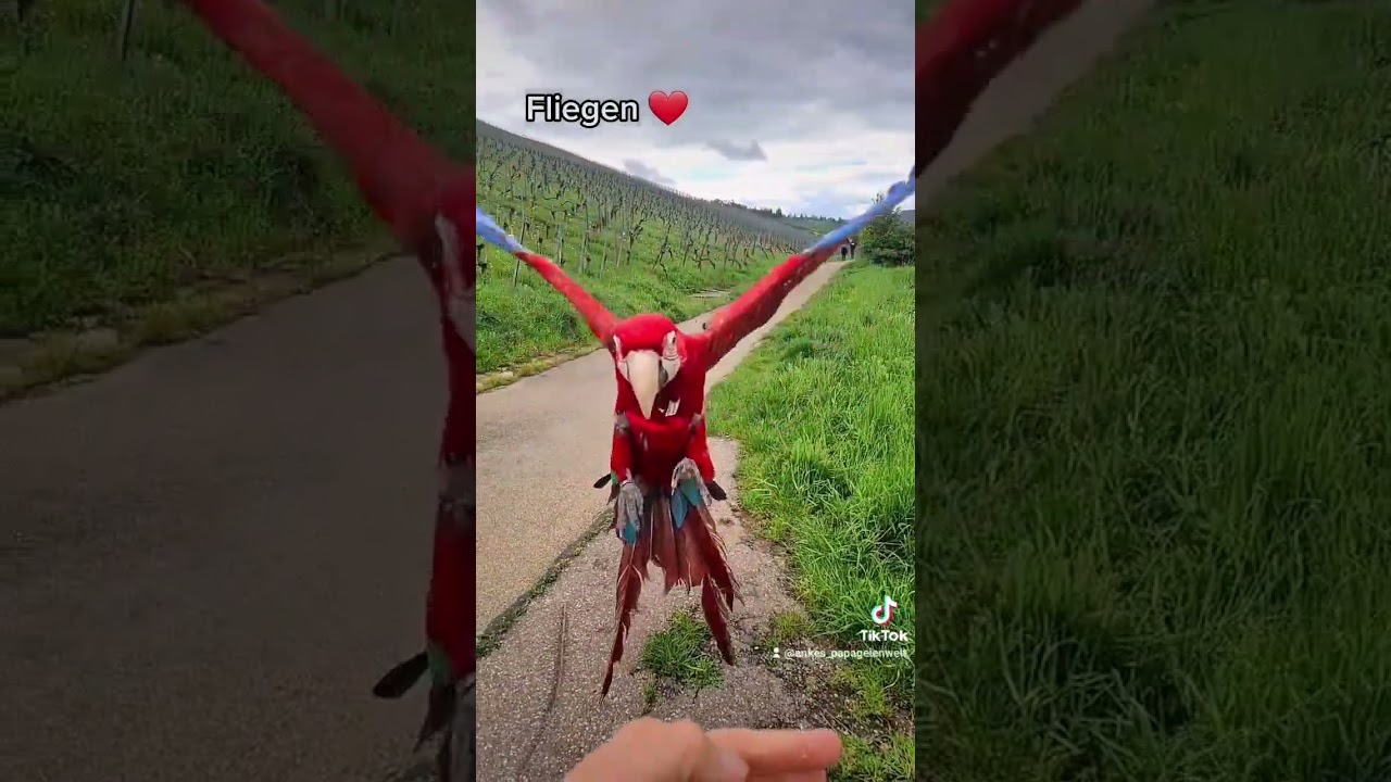 #shorts #papagei #papageien #parrot #happy #outdoor #freeflightparrot #freeflight