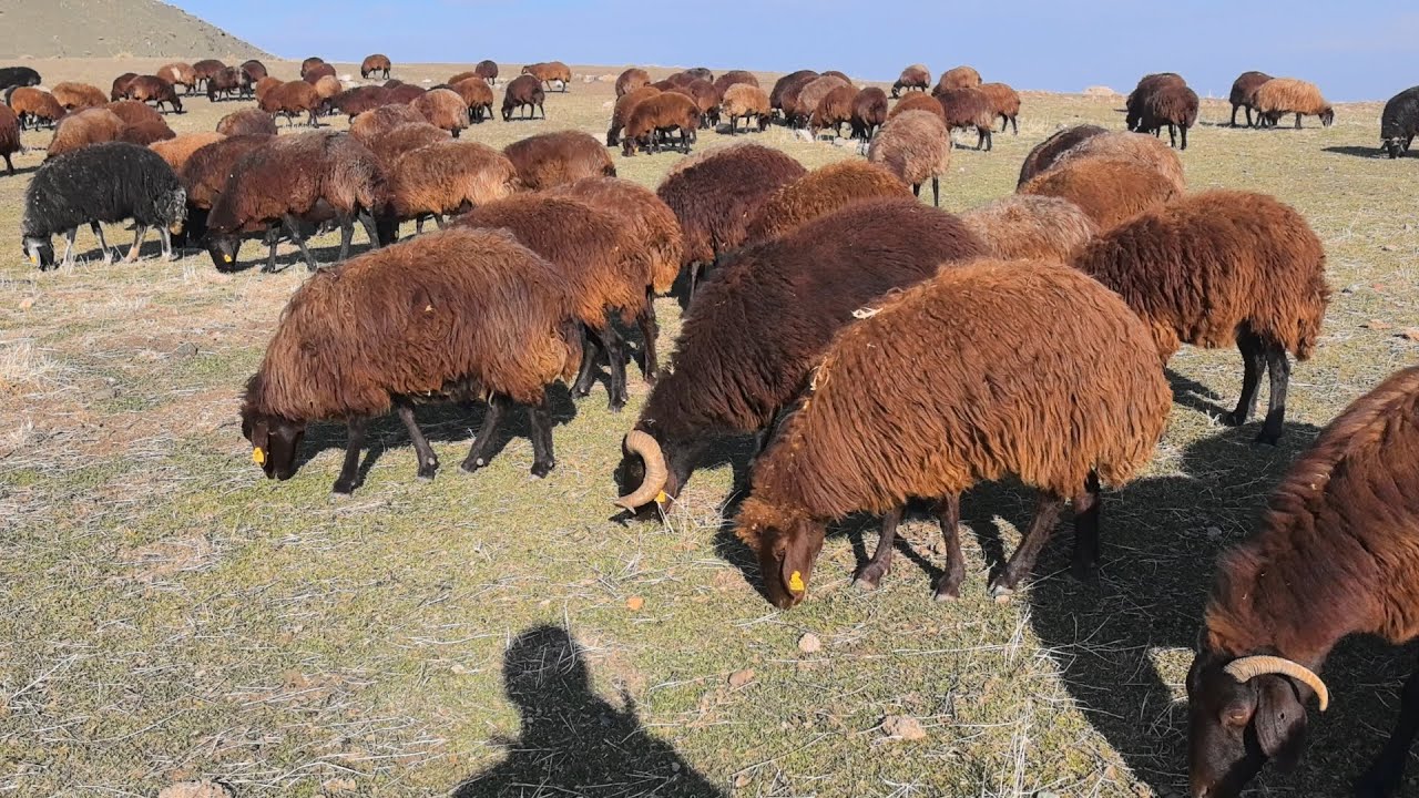 2025 SEZONUN SON MERA OTLATMASINI BUGÜN YAPTIK.