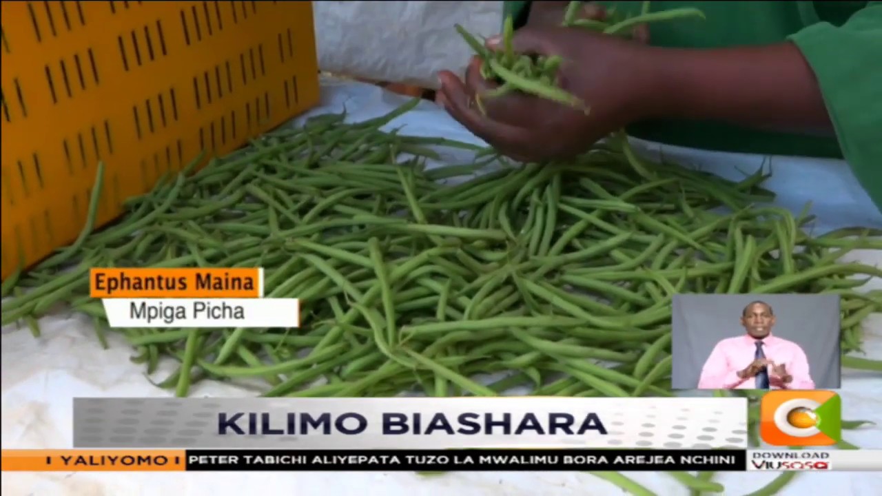 KILMO BIASHARA | Mkulima Aimarisha Zao La Njegere