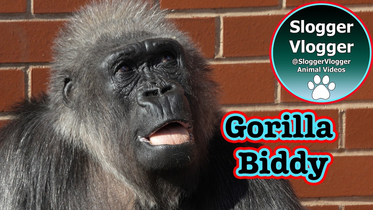 Biddy’s Chill Interrupted by Shufai’s Playful Antics