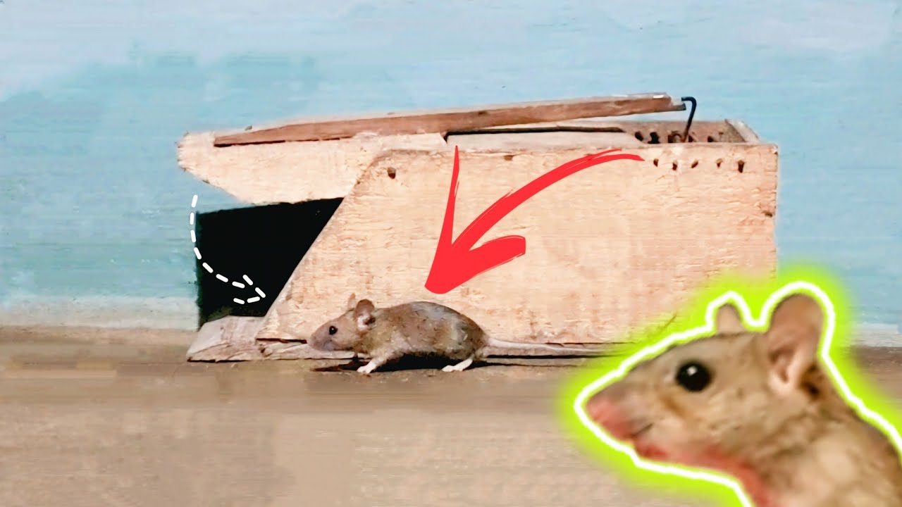 How To Catch A Rat Easily And Funny #rattrap