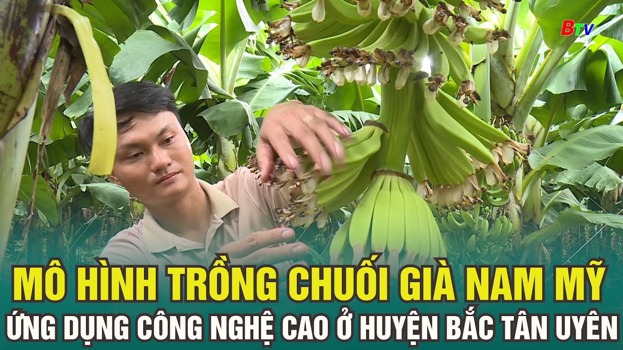 Mô hình trồng chuối già Nam Mỹ ứng dụng công nghệ cao ở huyện Bắc Tân Uyên #chuối #banana #nongsan