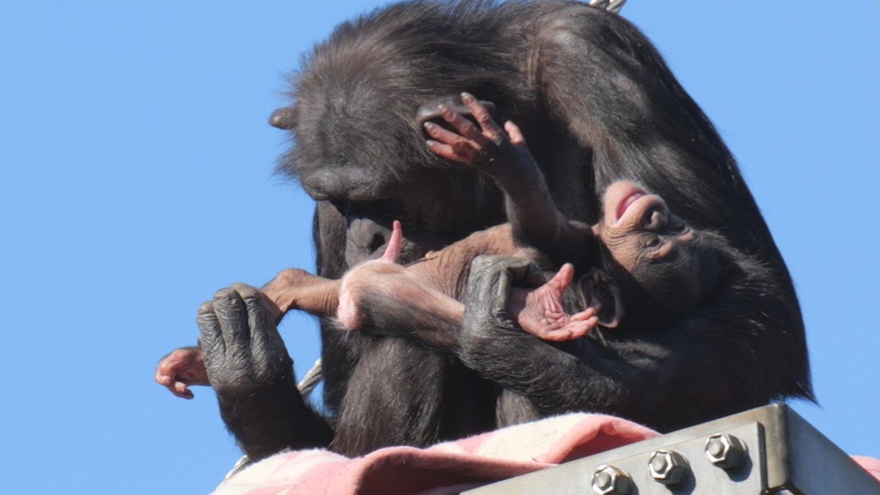 ミルのマジックショー　多摩動物公園　チンパンジー　202601