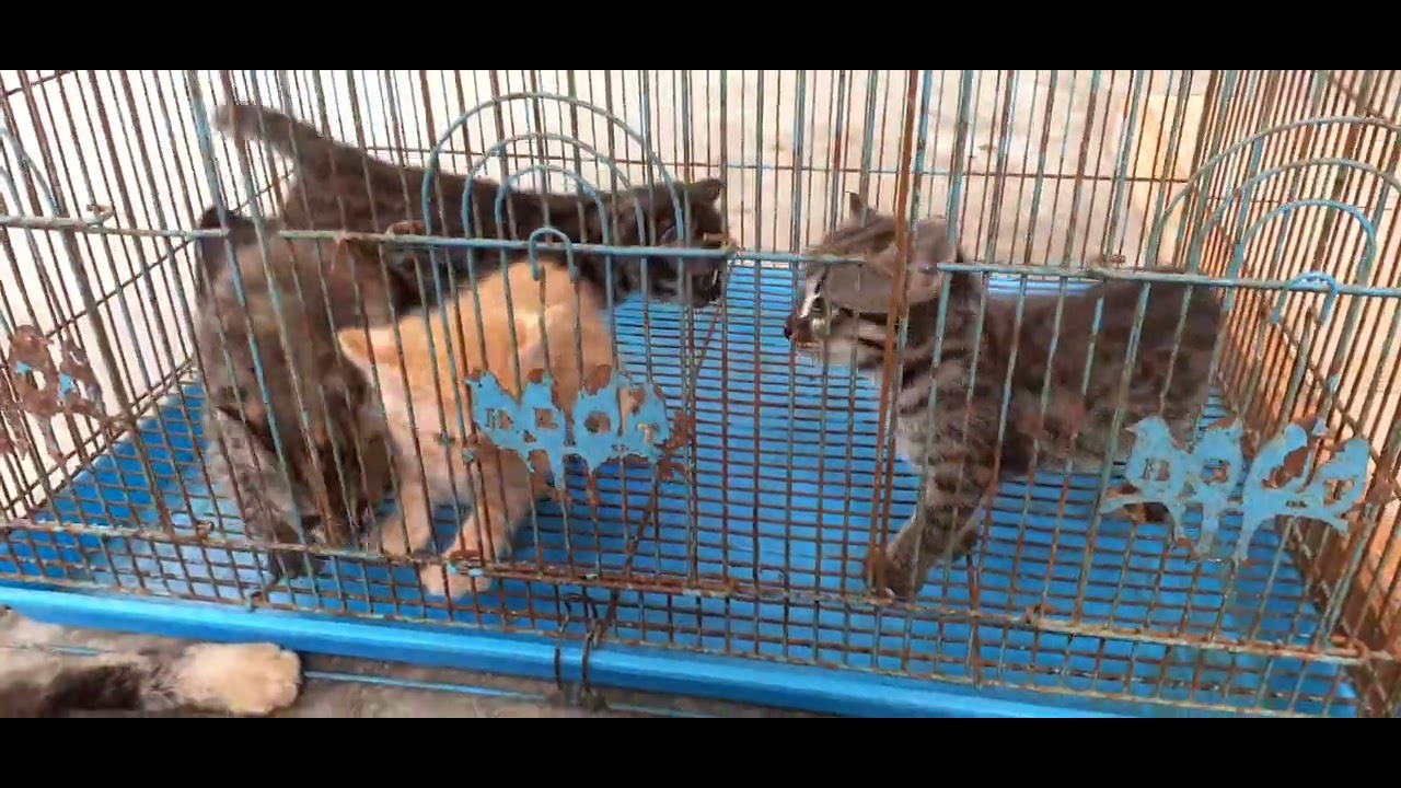 F1 LEBIH BESAR DARI KUCING BENGAL #gamugm3545