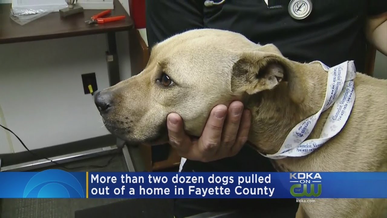 State Police Rescue Nearly 30 Dogs From Farm