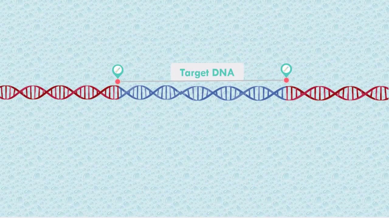PCR - Polymerase Chain Reaction animation with PowerPoint