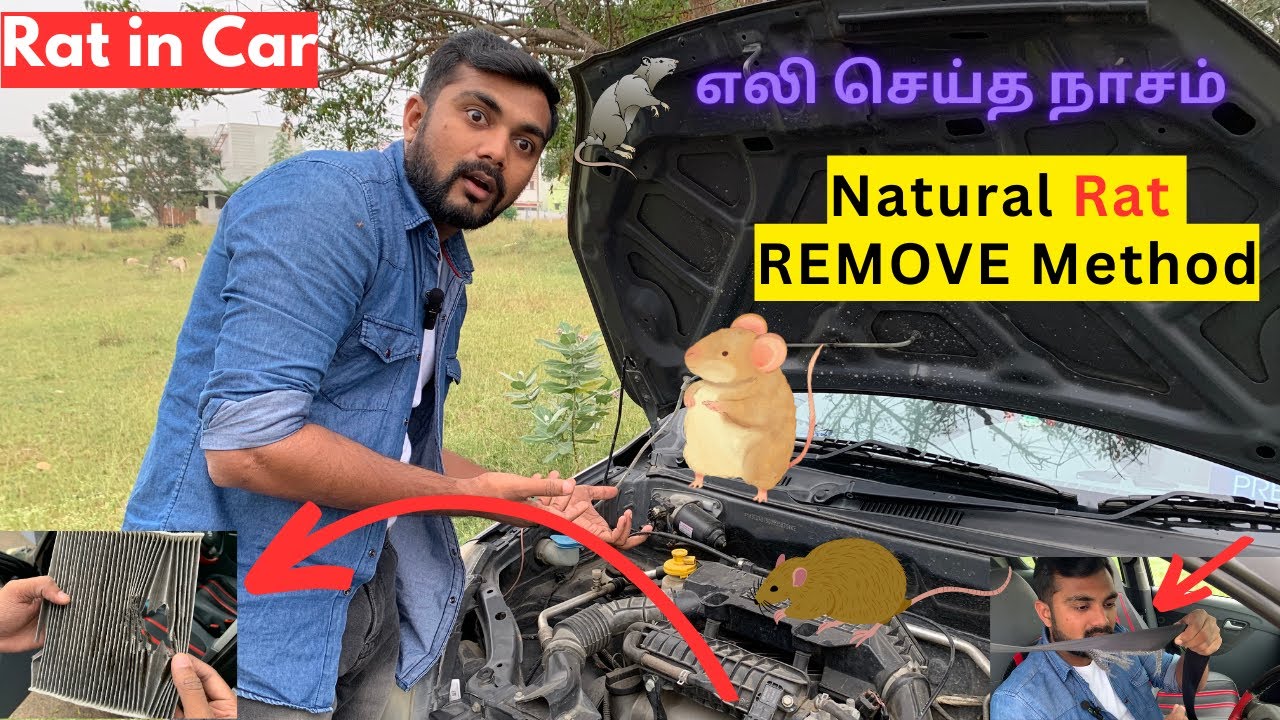 🐀 How to get rid of Rat in car | Repair damages caused by Rat 🐀 | Natural methods | cheap and best