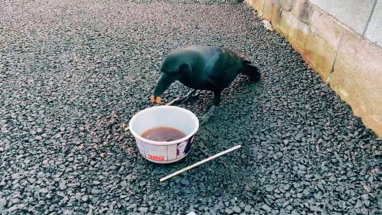 Sayuri and the crow