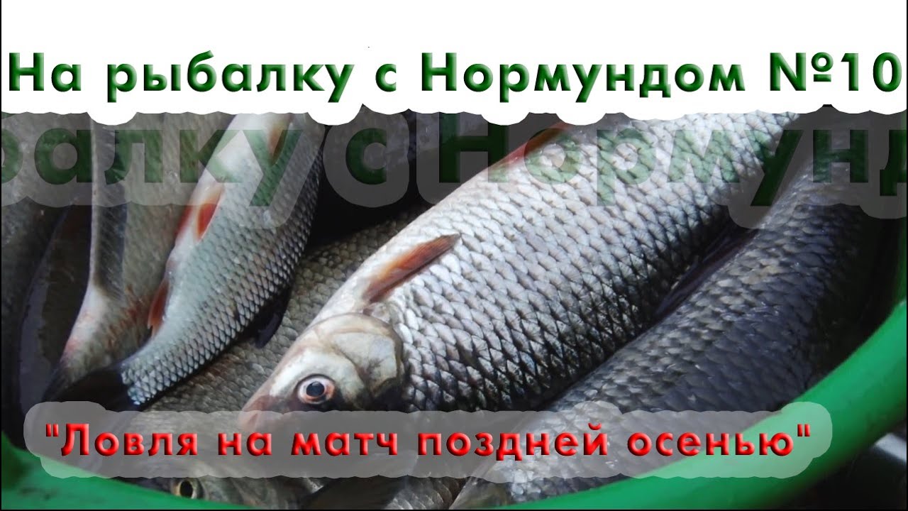 На рыбалку с Нормундом #10 : Ловля на матч поздней осенью