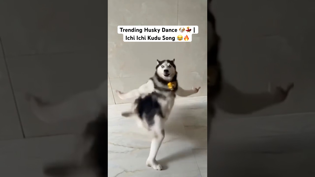 Trending Husky Dance 🐶💃 | Ichi Ichi Kudu Song 😂🔥 #shorts #trending #viral #dance #husky