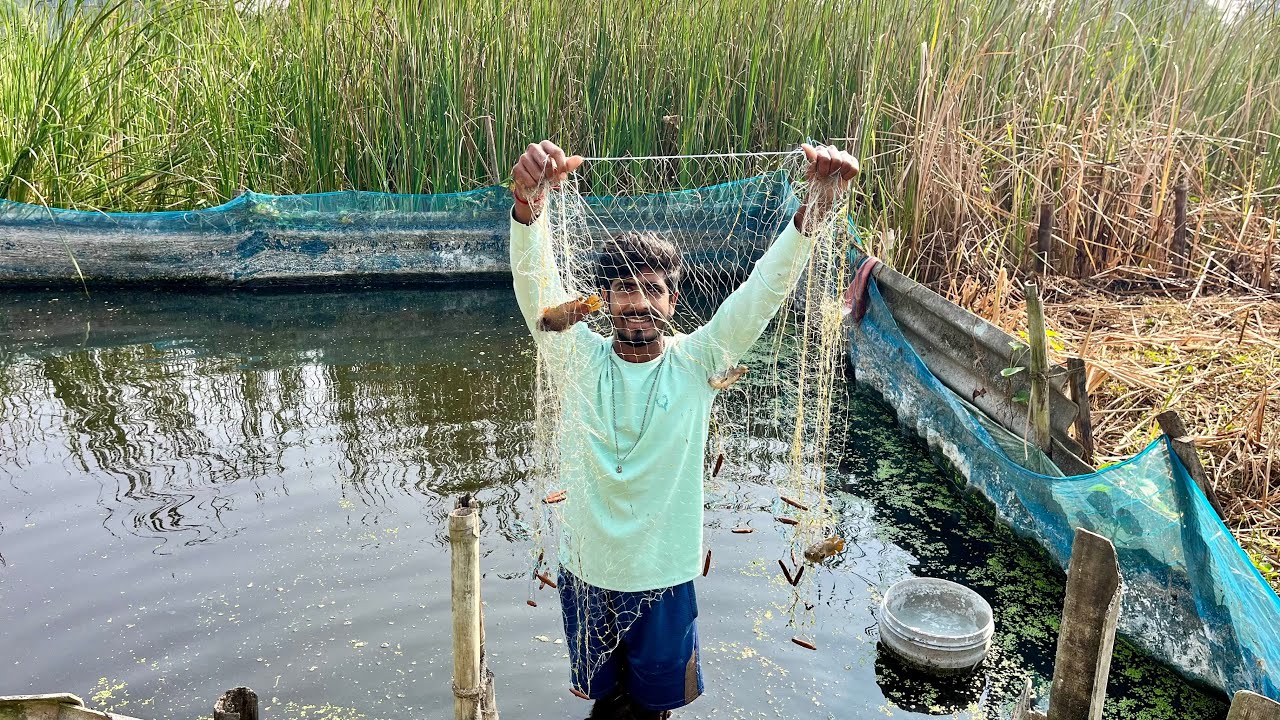 আজ বাড়ির পুকুরে জাল দিয়ে মাছ ধরে জমিয়ে খাওয়া দাওয়া করলাম