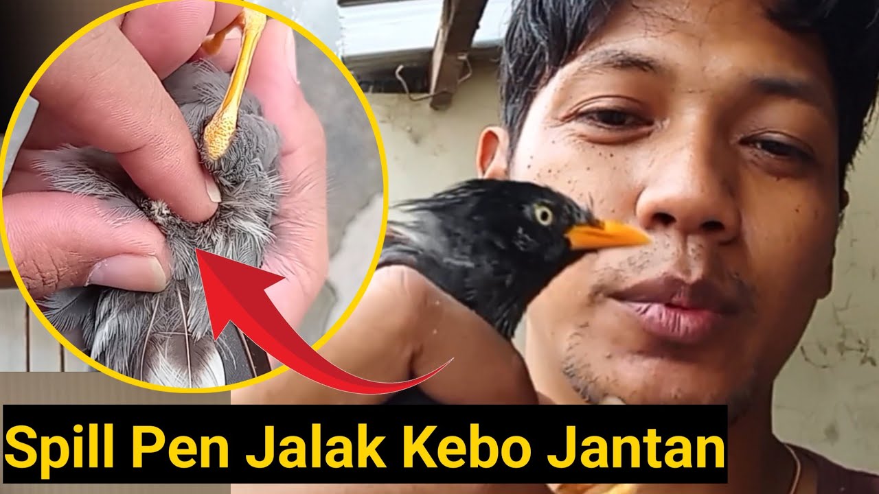 Semakin Paham Jalak Kebo Jantan ‼️|| Motta Aditya