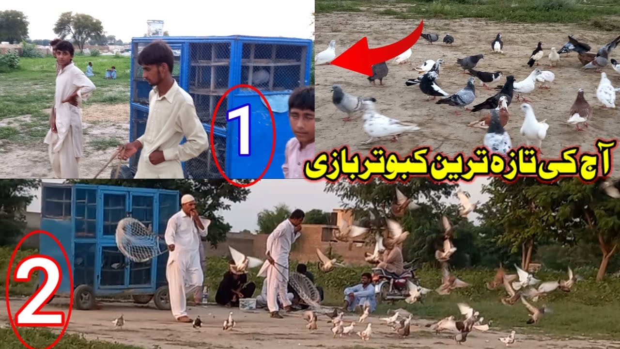 Today's latest KabootarBazi | LKB Pigeons