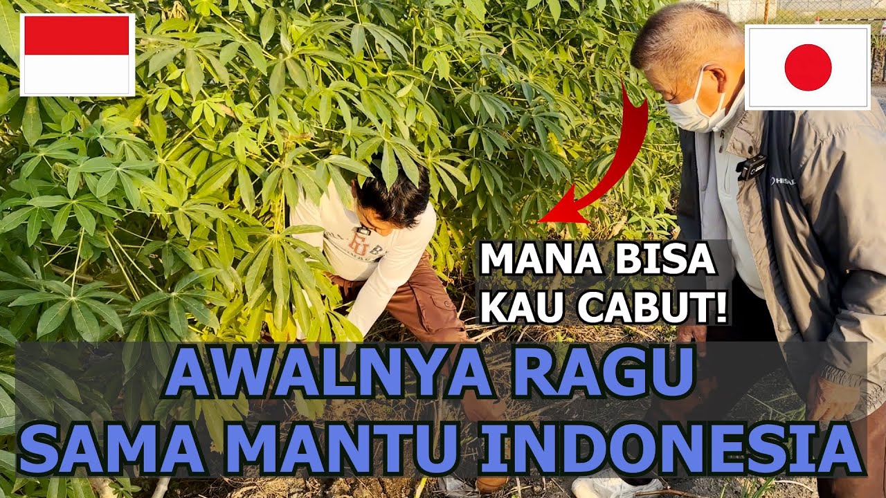 REAKSI MERTUA JEPANG LIHAT MANTU INDONESIA CABUT SINGKONG