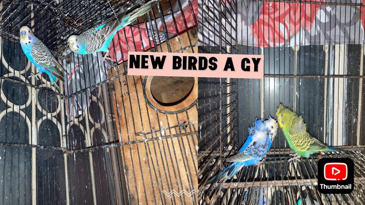 #birds