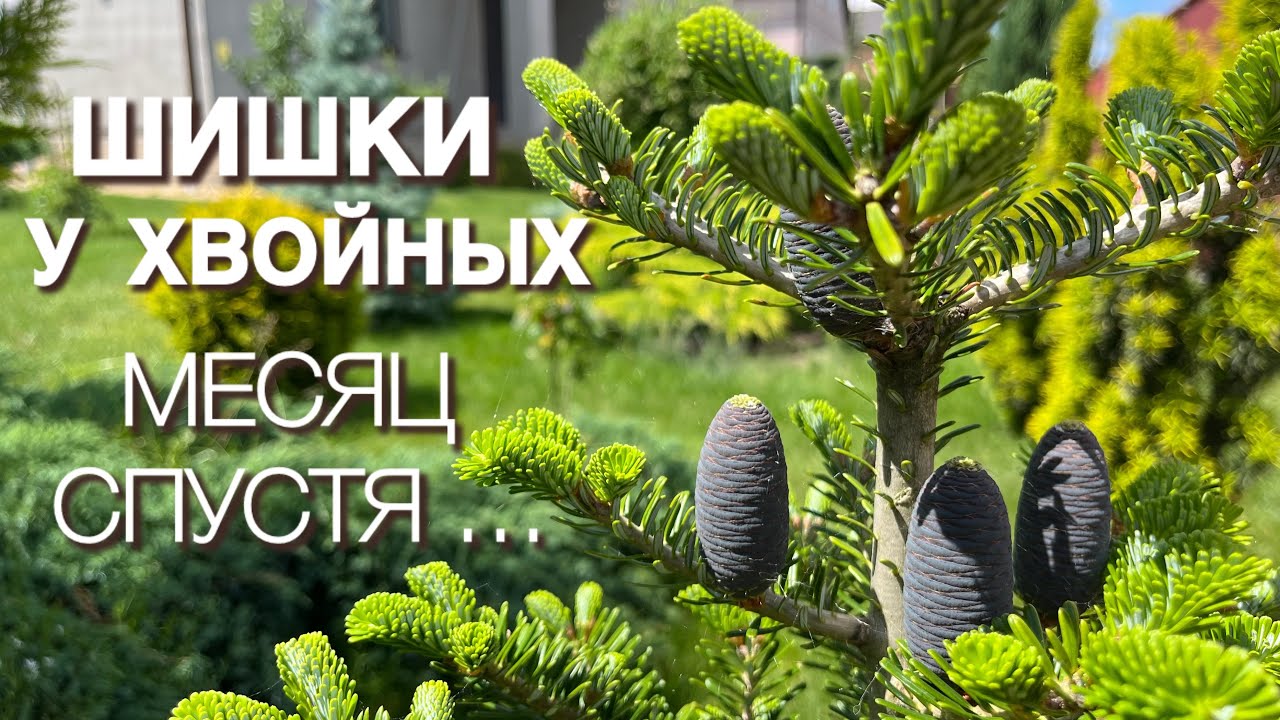 ШИШКИ НА ХВОЙНЫХ. ЕЛЬ СЕРБСКАЯ ПЕНДУЛА, СОСНА ВИТХОСТ, ПИХТА КОРЕЙСКАЯ И ДРУГИЕ.