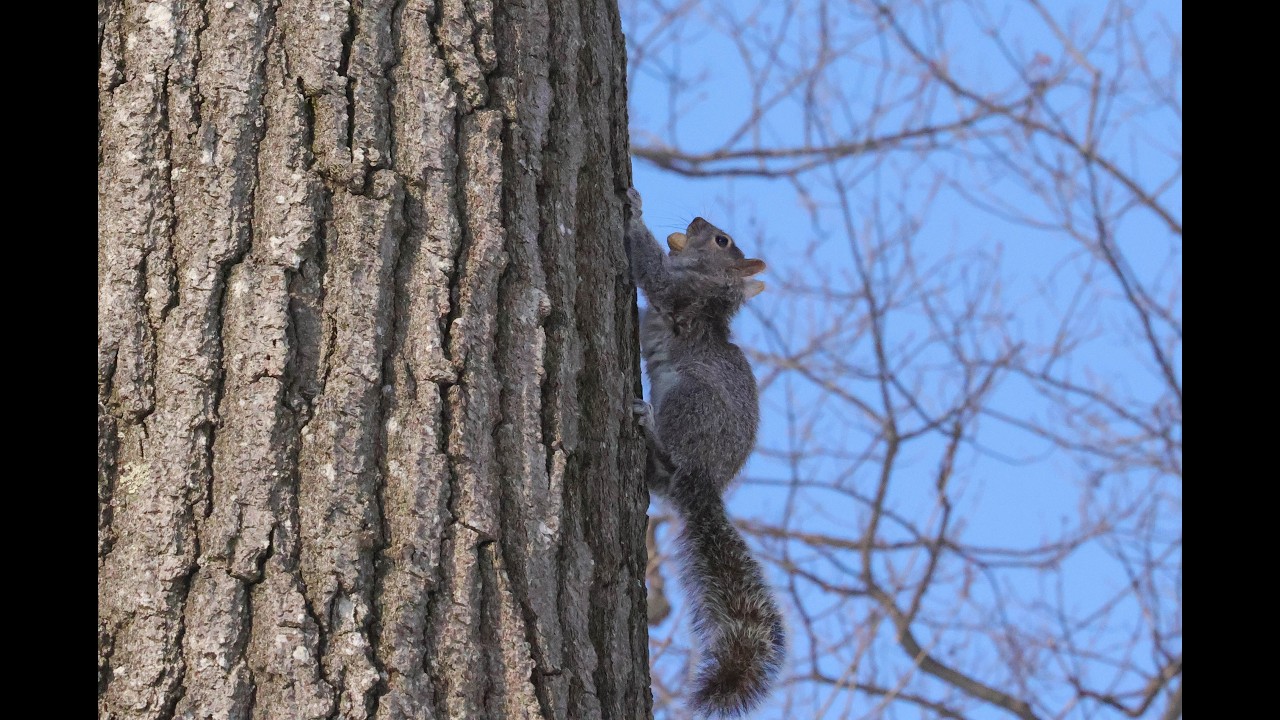 Squirrel eating snow gets nut