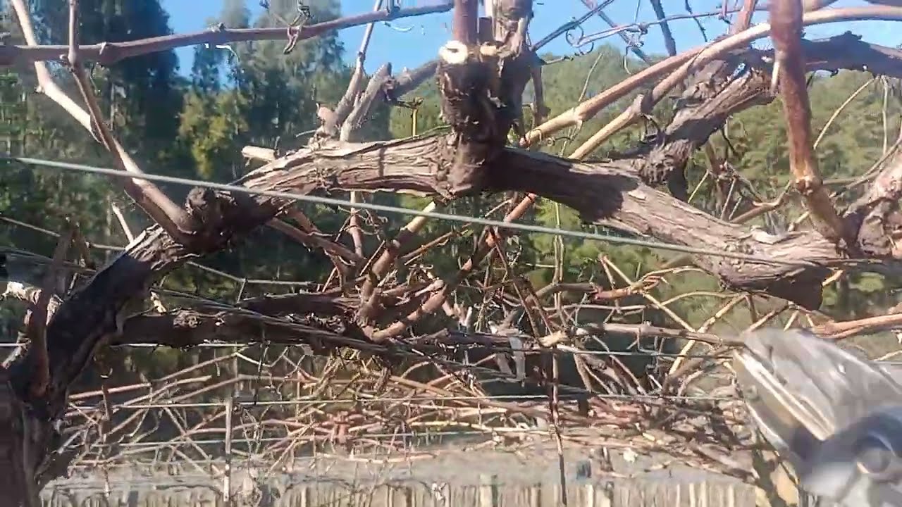 Como Podar Parreira de Uva: O Guia Completo para uma Super Colheita!