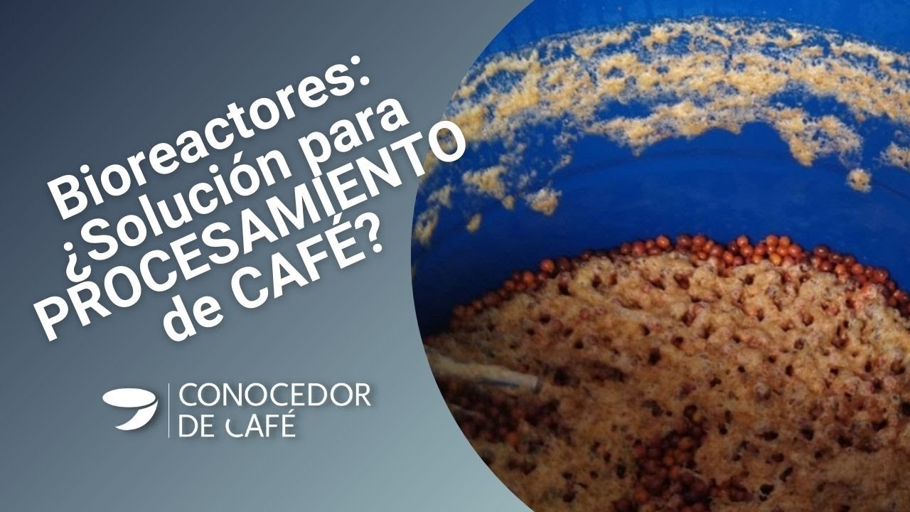 Itzel Morales: Los BIOREACTORES en procesamiento de CAFÉ mejoran INOCUIDAD y el PERFIL en taza.