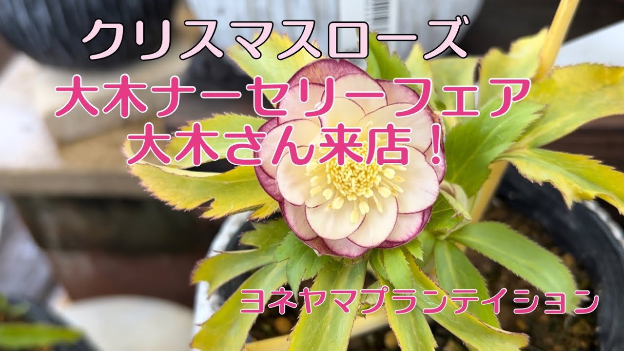 クリスマスローズフェア　大木ナーセリー　大木さん来店　ヨネヤマプランテイション