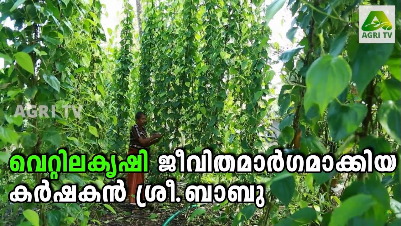 വെറ്റിലകൃഷി ജീവിതമാര്‍ഗമാക്കിയ ചേർത്തലയിലെ കർഷകൻ ശ്രീ.ബാബു | Vettila Krishi